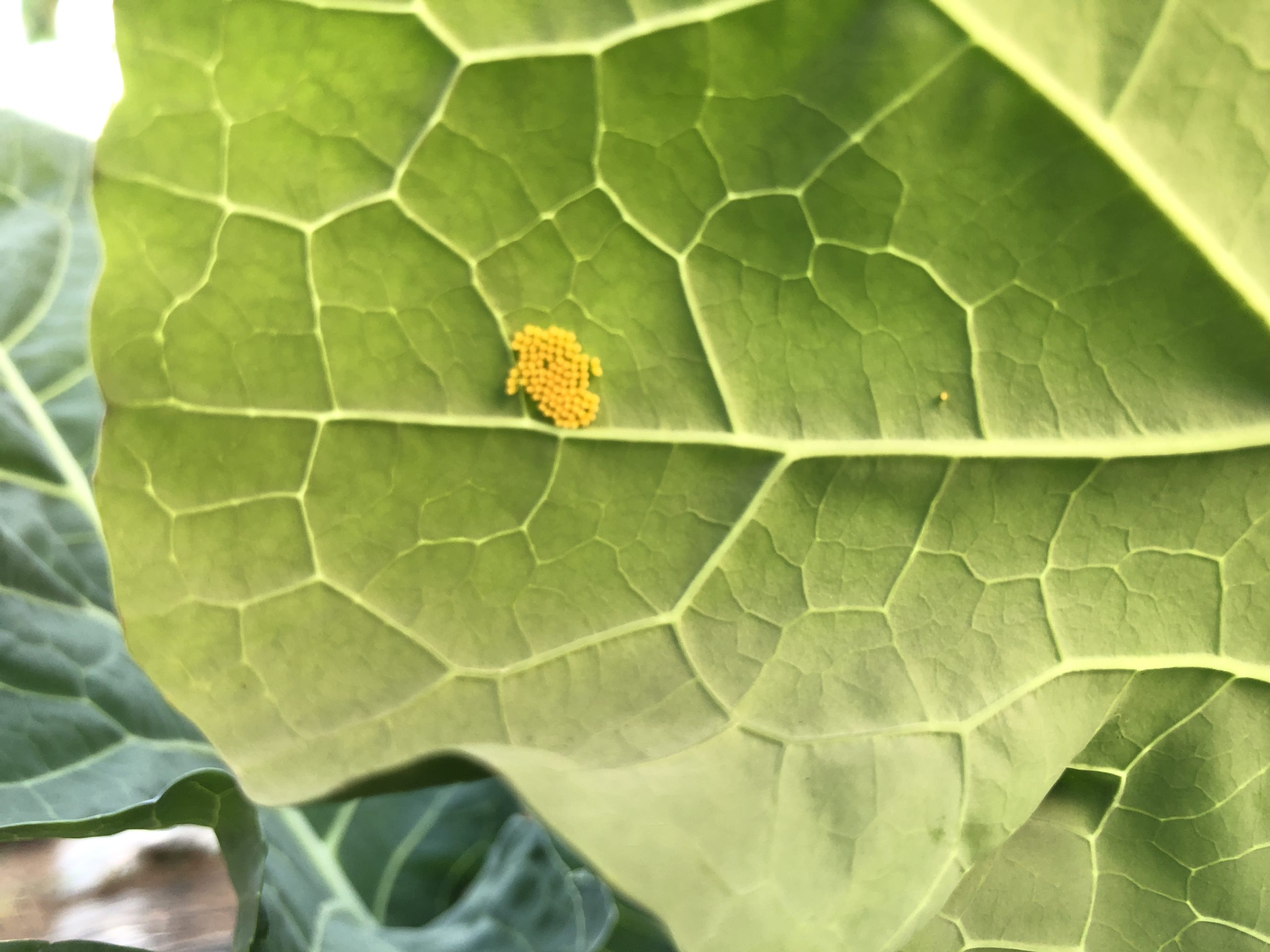 家庭菜園でおすすめな青虫退治の殺虫剤 キャベツ 白菜 ブロッコリーに注意