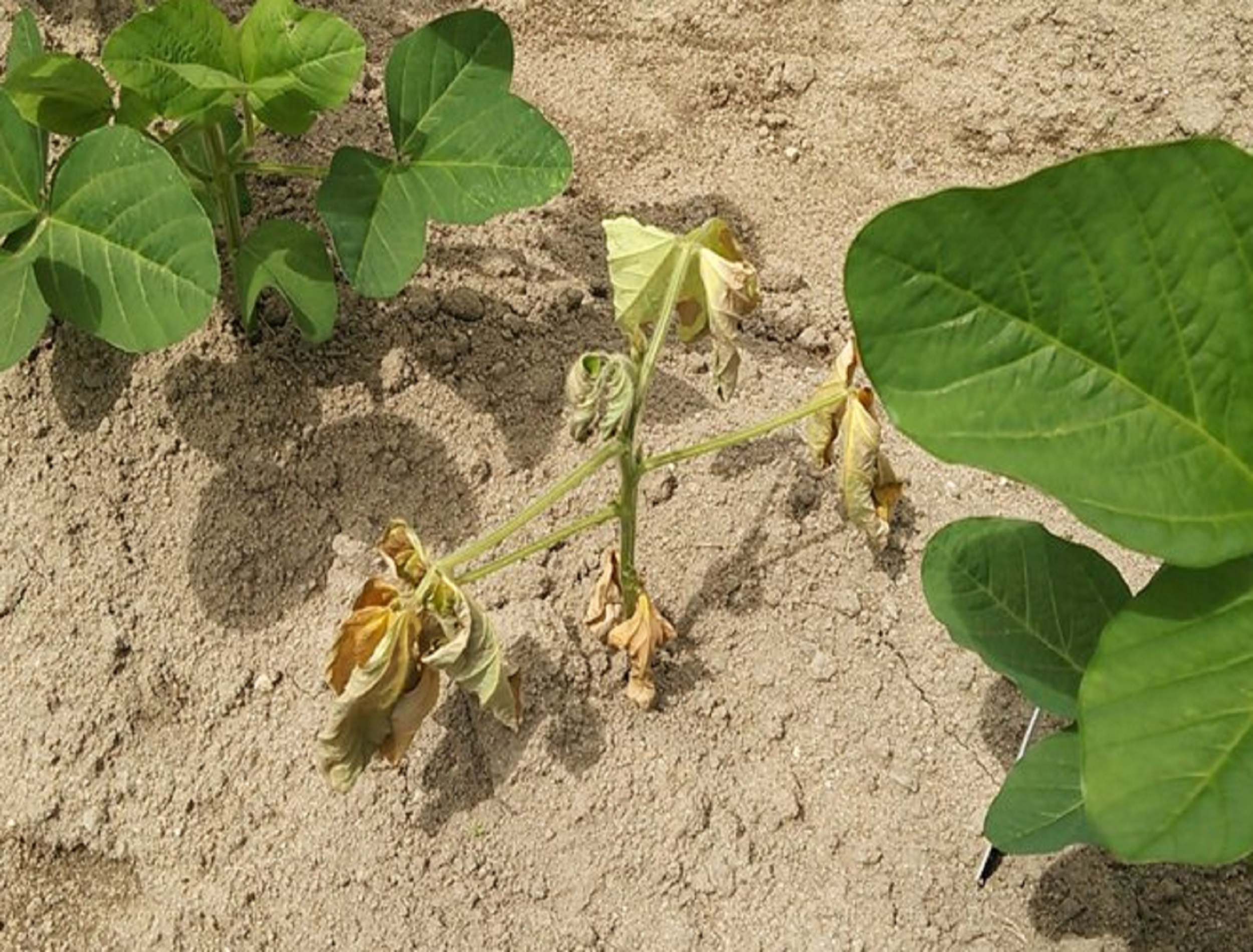 写真あり 落花生 ピーナッツ の病気まとめ 家庭菜園の対策 防除 農薬