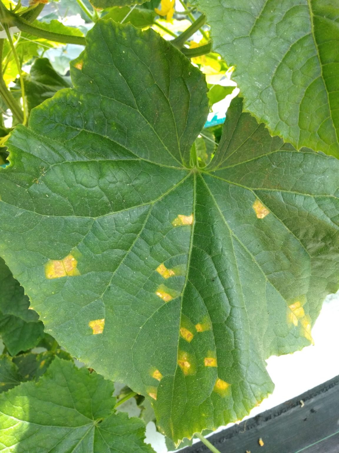 きゅうりのべと病に使える治療薬や農薬を紹介！対策と治療には酢がいい？