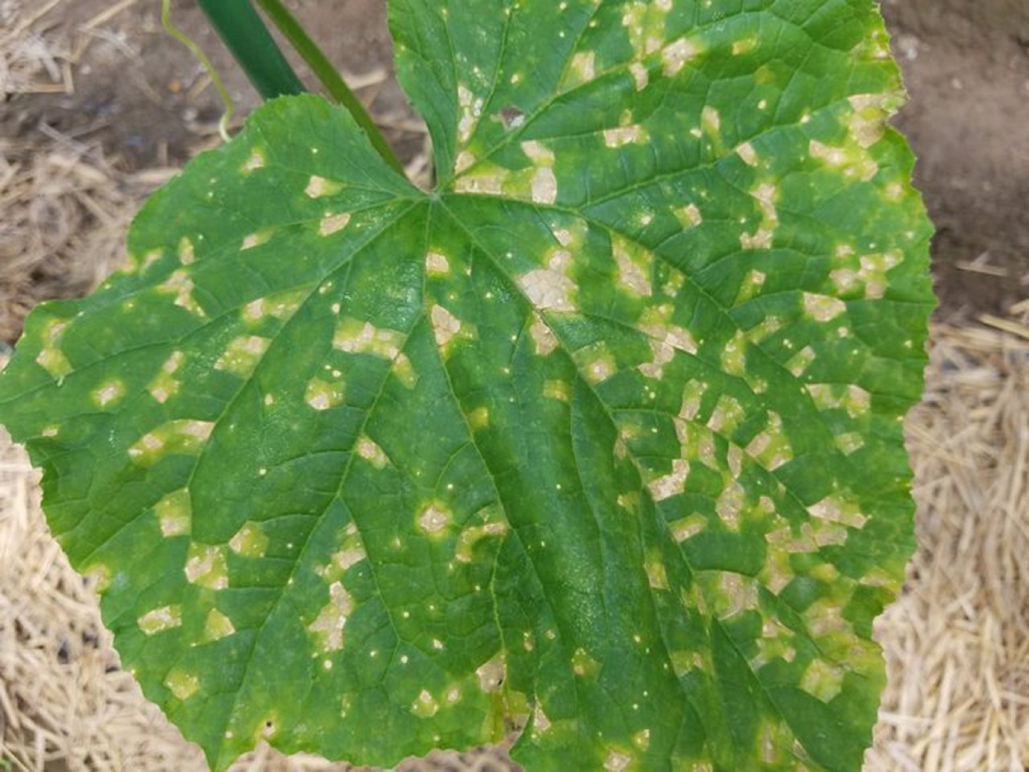 きゅうりのべと病に使える治療薬や農薬を紹介！対策と治療には酢がいい？