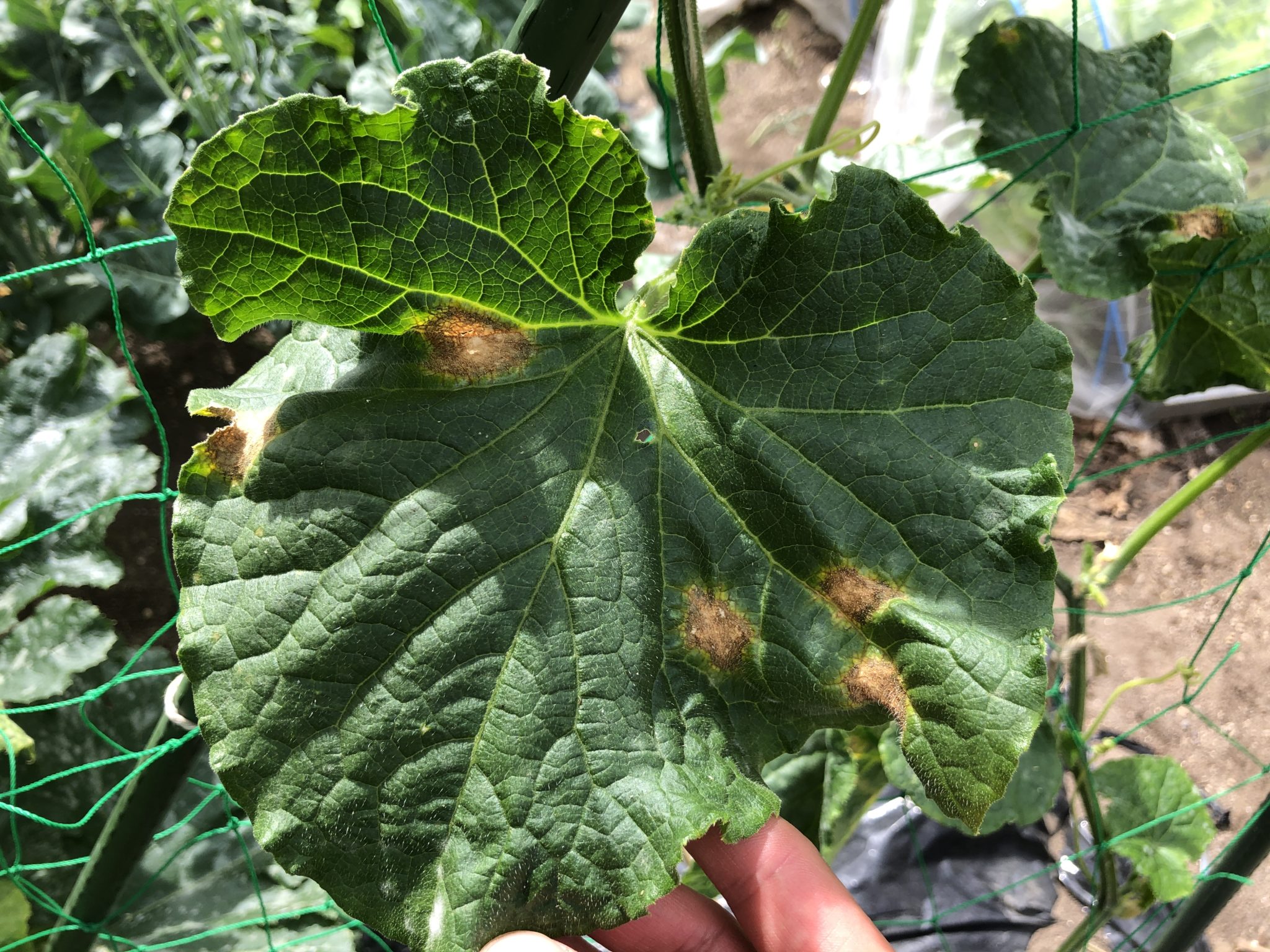 セロリに発生する病気と害虫 | 菜園ラボ