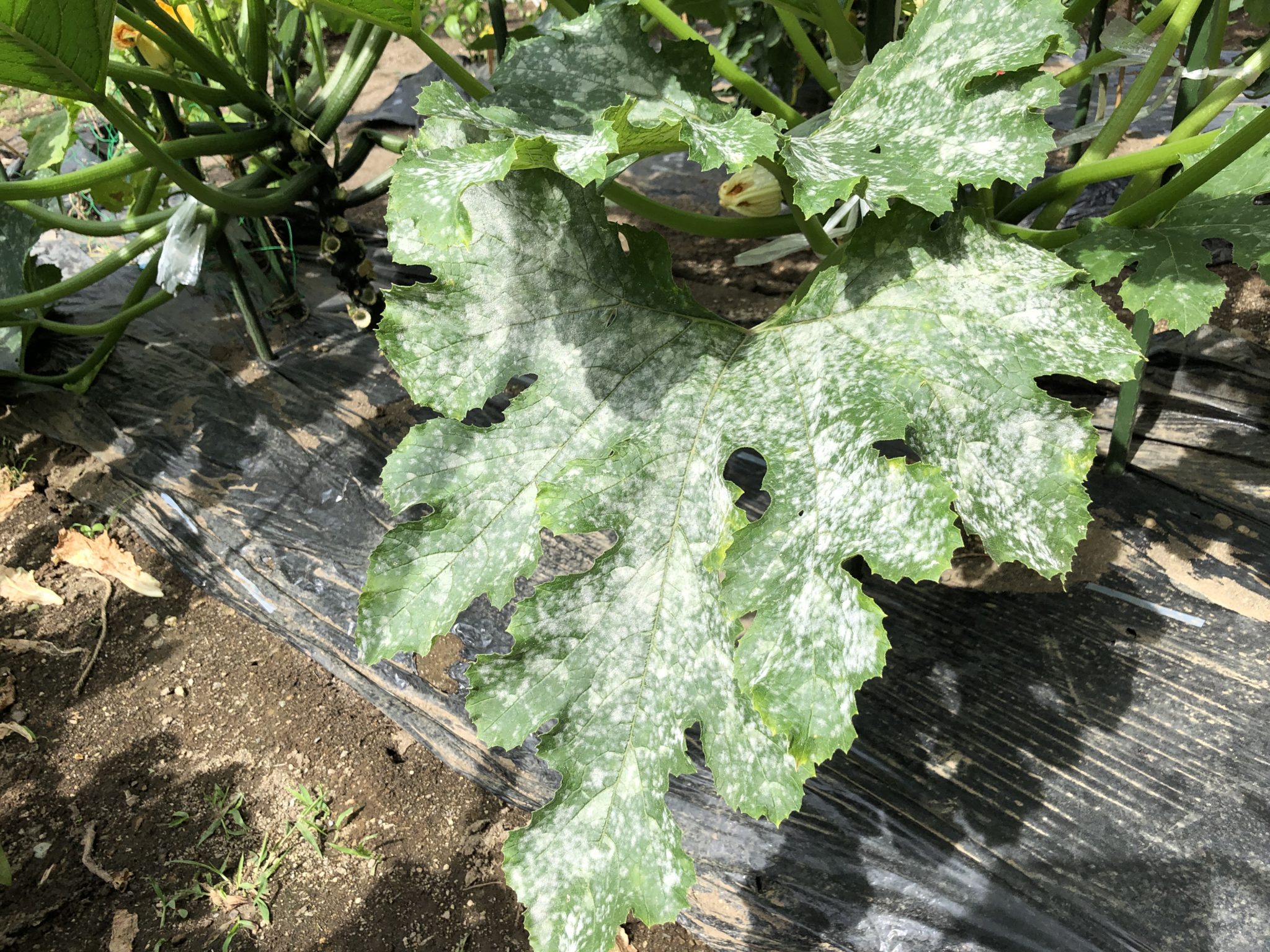 セロリに発生する病気と害虫 | 菜園ラボ