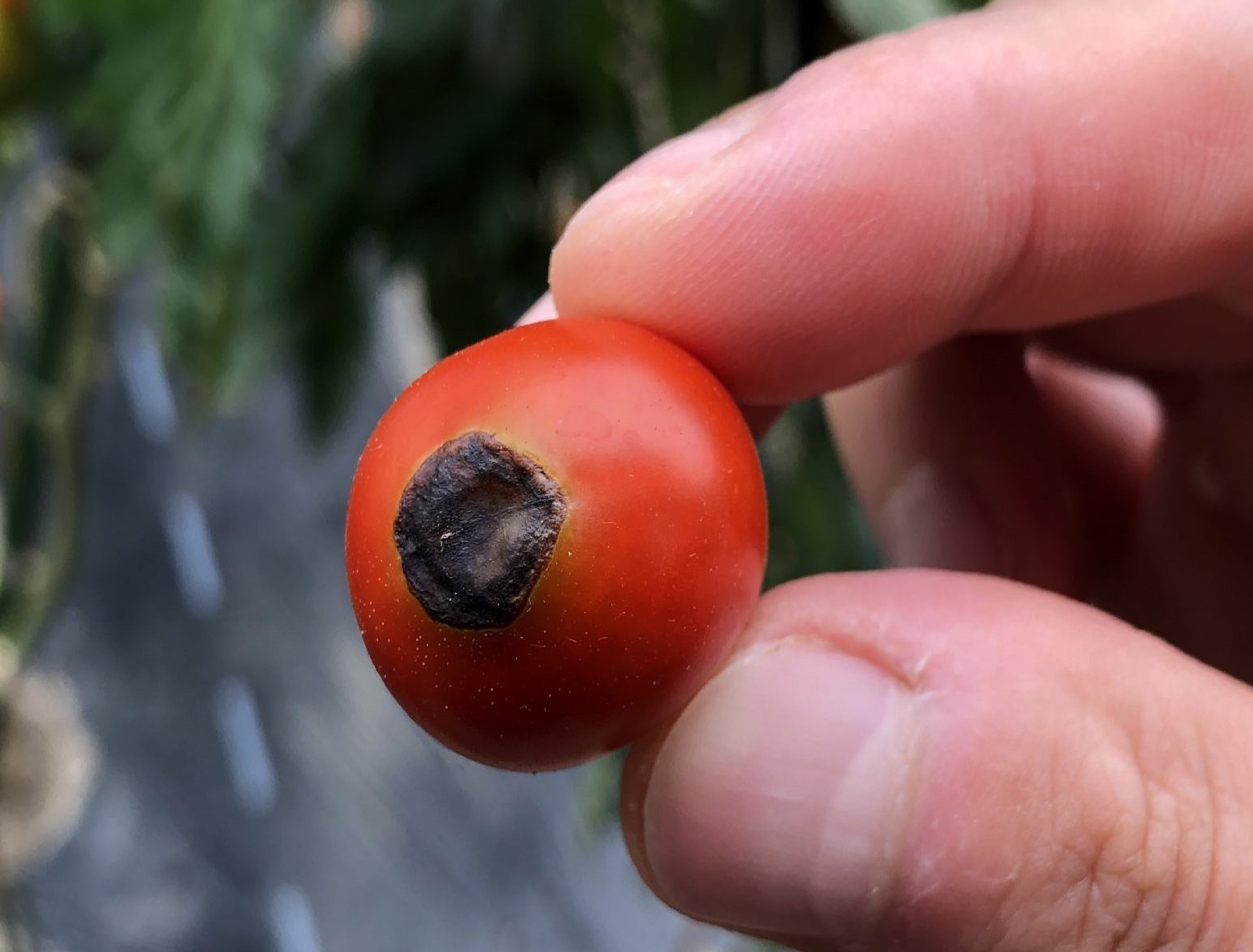 トマトの尻腐れ病の対策と対処法 お尻が黒い原因はカルシウム不足 菜園ラボ