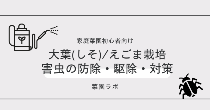 写真あり しそ えごまに発生する害虫まとめ 家庭菜園の対策と防除