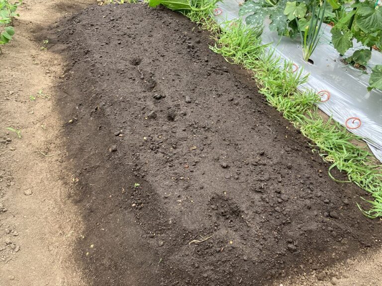 立ち枯れ病(苗立枯病)の被害と予防・治療方法 | 菜園ラボ