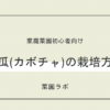 かぼちゃの栽培方法