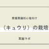 きゅうりの栽培方法