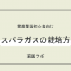 アスパラガスの栽培方法