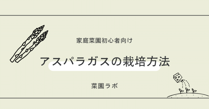 アスパラガスの栽培方法