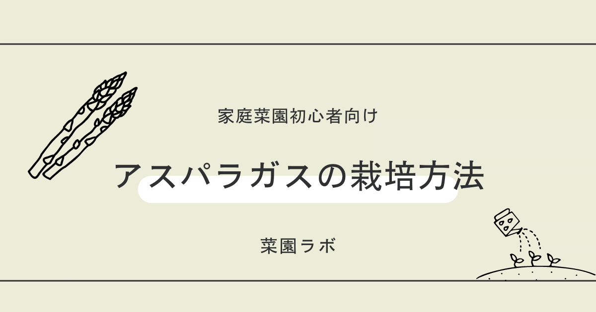 アスパラガスの栽培方法