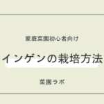 インゲンの栽培方法