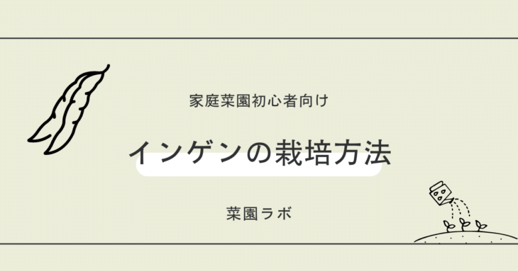 インゲンの栽培方法