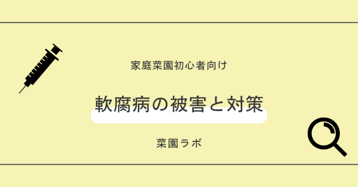 軟腐病（なんぷびょう）の被害と対策