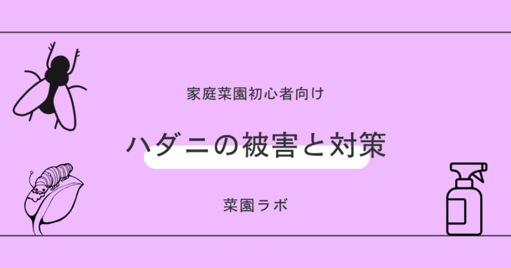 ハダニの被害と対策