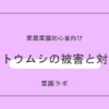 ヨトウムシの被害と対策