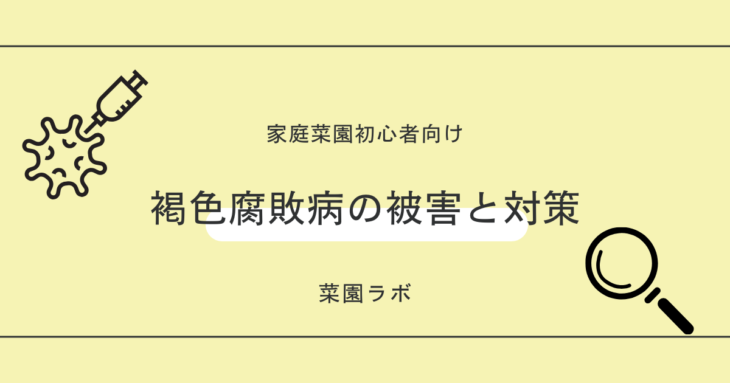 褐色腐敗病（かっしょくふはいびょう）の被害と対策