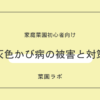 灰色かび病の被害と対策