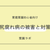 尻腐れ病（しりくされびょう）の被害と対策