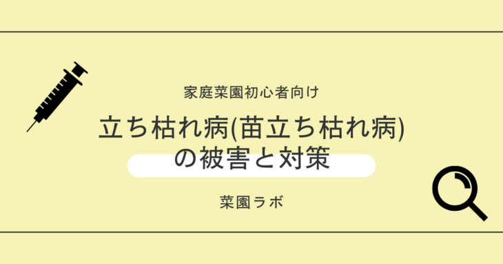 立ち枯れ病（苗立枯病）の被害と対策