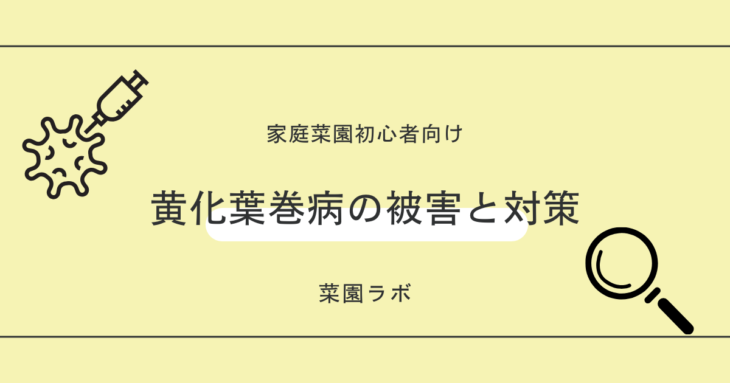 黄化葉巻病（おうかはまきびょう）の被害と対策