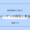 インゲンの病気と害虫