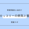 ブロッコリーの病気と害虫