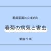 春菊（シュンギク）の病気と害虫