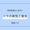 ニラ（韮）の病気と害虫