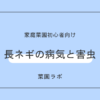 長ネギの病気と害虫