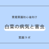 白菜（ハクサイ）の病気と害虫