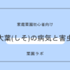 大葉・紫蘇（シソ）の病気と害虫