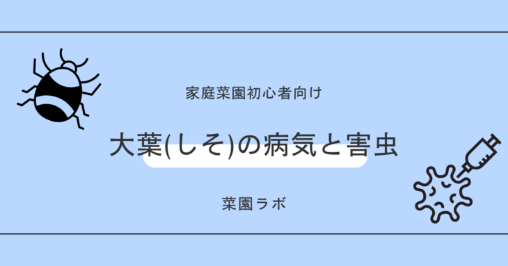 大葉・紫蘇（シソ）の病気と害虫