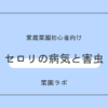 セロリの病気と害虫