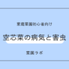 空芯菜（クウシンサイ）の病気と害虫