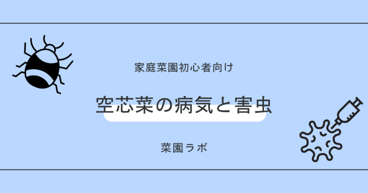 空芯菜（クウシンサイ）の病気と害虫