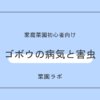 ゴボウ（牛蒡）の病気と害虫