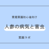 人参（ニンジン）の病気と害虫