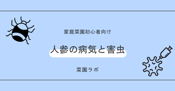 人参（ニンジン）の病気と害虫