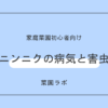 ニンニク（大蒜）の病気と害虫