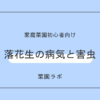 落花生（ラッカセイ・ピーナッツ）の病気と害虫