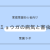 ミョウガ（冥加）の病気と害虫