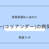 パクチー（コリアンダー）の病気と害虫