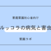 ルッコラの病気と害虫