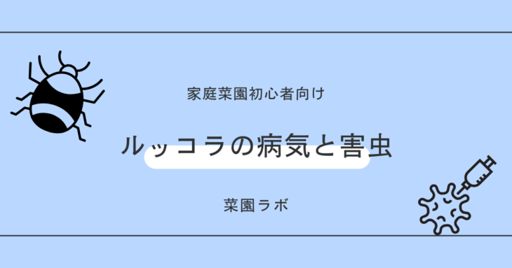 ルッコラの病気と害虫