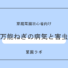 万能ねぎに発生する病気と害虫