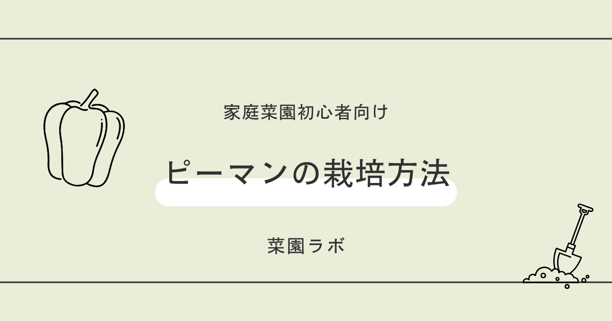 ピーマンの栽培方法