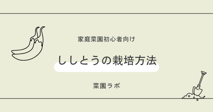 ししとうの栽培方法