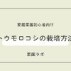 トウモロコシの栽培方法