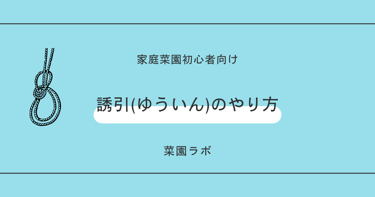 誘引（ゆういん）のやり方